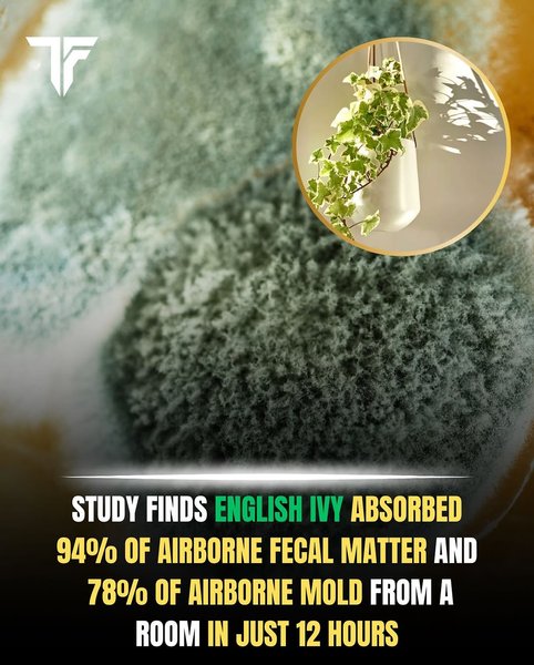 Thumbnail of www-instagram-com-p-dmdtokdo1l5 0