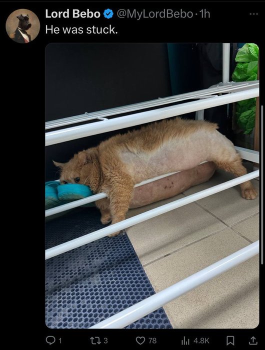 Thumbnail of www-x-com-stillgray-status-1834203392224157929-3acbe9d7f1b24a4e