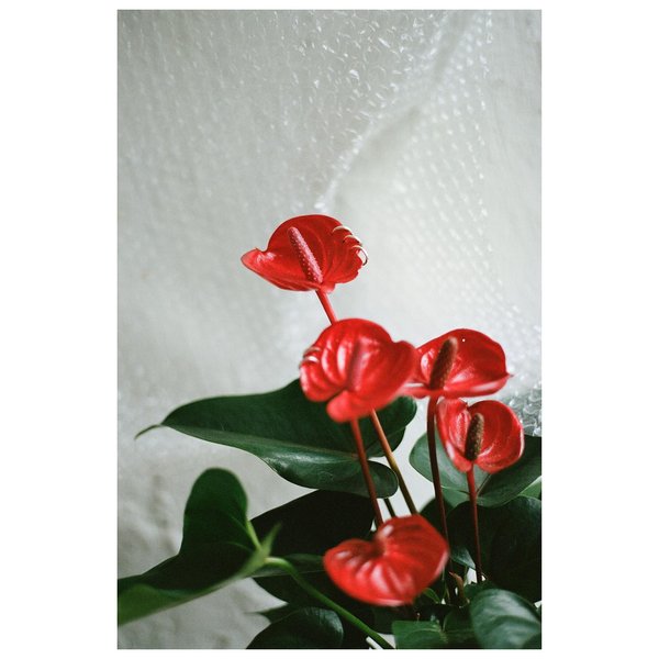 Thumbnail of p-cam23aip1mj-3e2c3718bdb64391 0