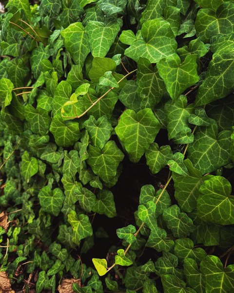 Thumbnail of dafcsdks-bv-411762f0fcdb4e7b 4