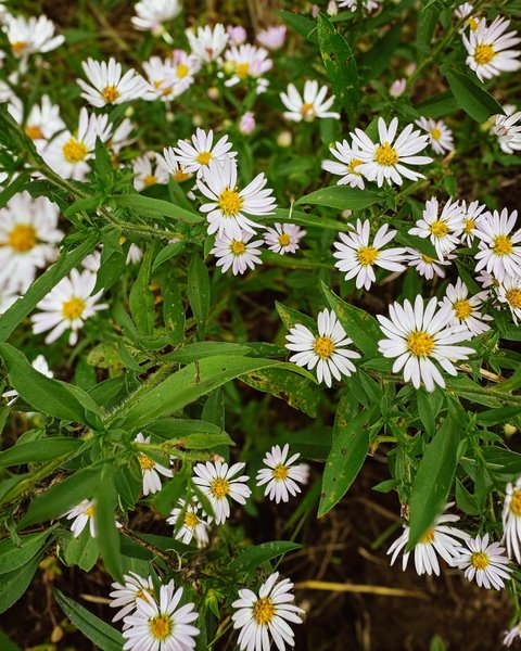 Thumbnail of dafcsdks-bv-411762f0fcdb4e7b 5