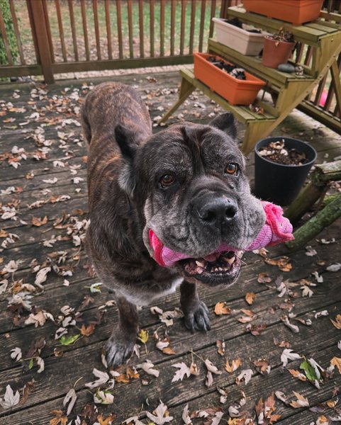 Thumbnail of dafcsdks-bv-411762f0fcdb4e7b 9