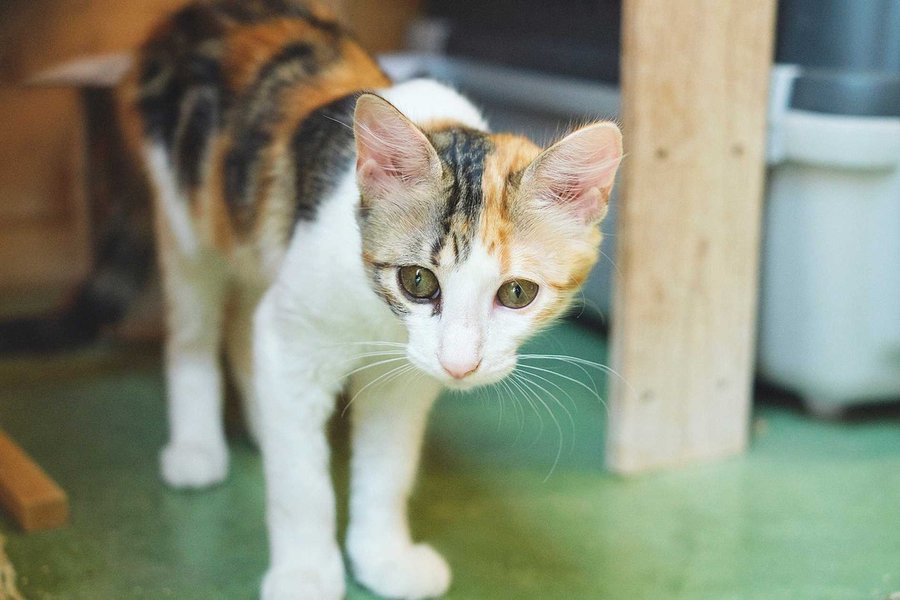 Thumbnail of p-cshnsaliwrg-412fcce6a45e4ae2 0