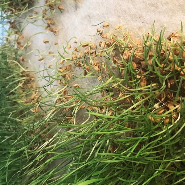 Thumbnail of p-btznzjjh8cq-42f6f1f62bcb4b37 0