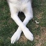 Thumbnail of Camille Henrot @coelocanthe