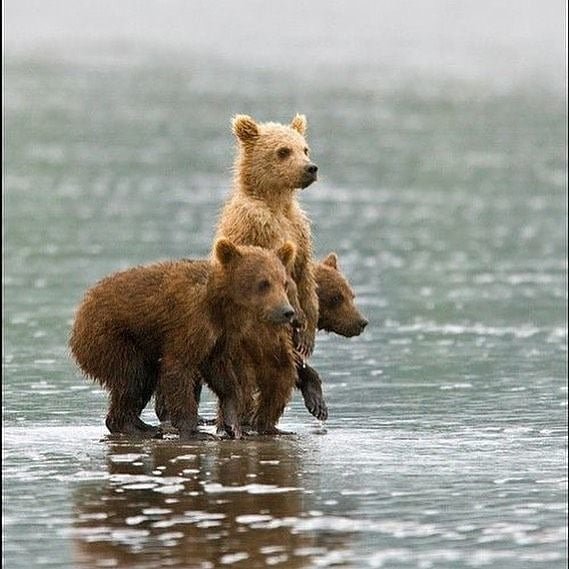 Thumbnail of p-b7thdthaple-467bf8260b7b4a51 0