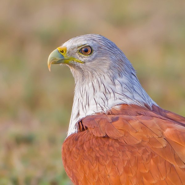 Thumbnail of p-byakcxqlaae-47213e7b535249f0 0