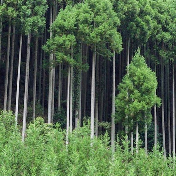 Thumbnail of p-cjbihdnal71-47ce2d26efeb47b3 2