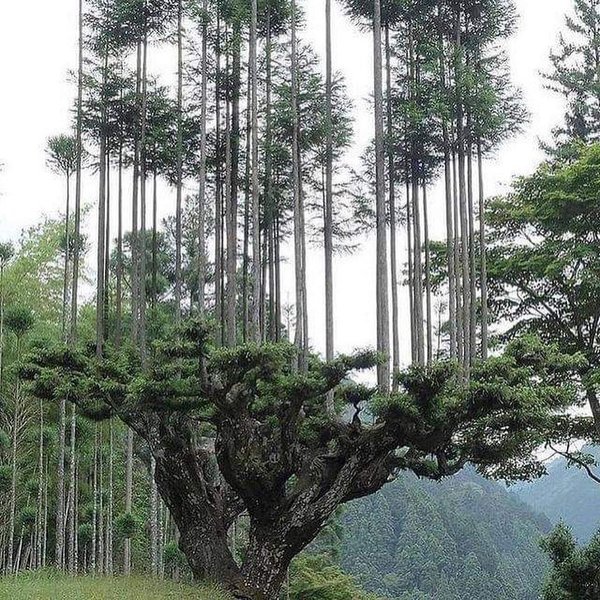 Thumbnail of p-cjbihdnal71-47ce2d26efeb47b3 3