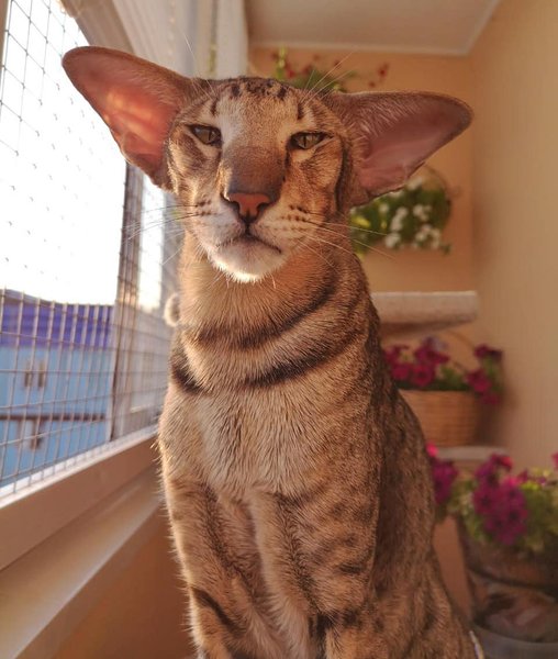 Thumbnail of p-b00ypeljdbr-4b05d5f3b4304bb4 0