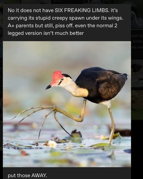 Thumbnail of p-dgzhcrzm3pf-4b78ba7f2ed74291 4