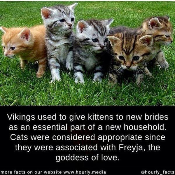 Thumbnail of p-btymlhjlah-4c26e16bf4d94bce 1