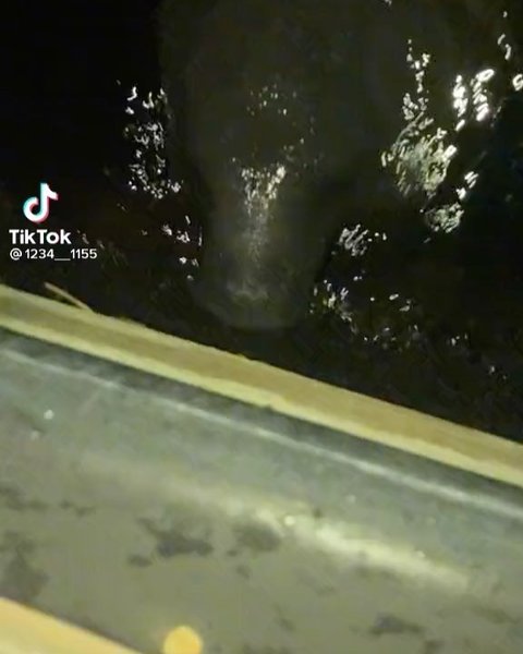 Thumbnail of p-cveyqdhs4bk-4d10f3c0ec4b4d21 5