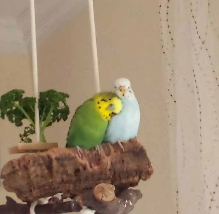 Thumbnail of www-x-com-mubisgiller-status-1864409059702546861-4de284b5ac7c499a