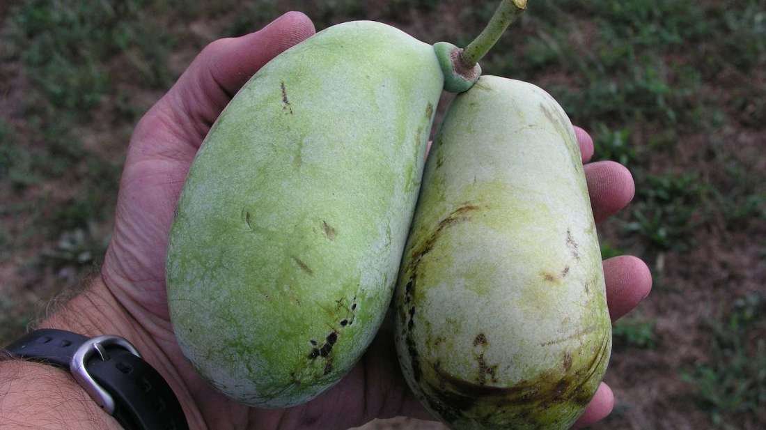 Thumbnail of www-x-com-mental-floss-status-1170653761955667969-4f45a2b5a4354fd6