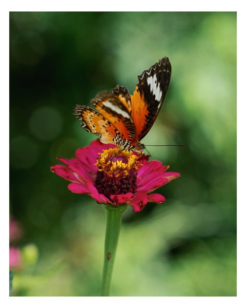 Thumbnail of ckesjs-s4op-516312571ff047a9 2