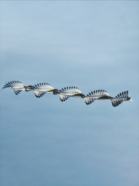 Thumbnail of p-dquzfzbdttk-51aa9405e59845d9 1