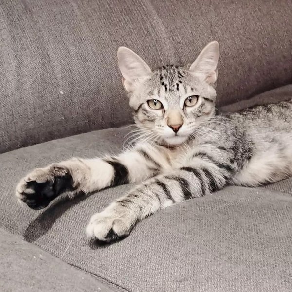 Thumbnail of p-crwzxb8ow9j-51cb0705fe4a49fb 0