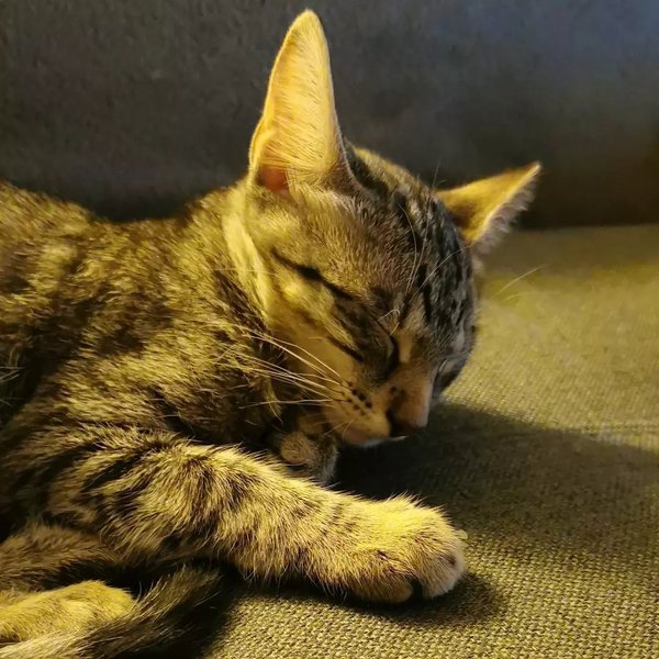 Thumbnail of p-crwzxb8ow9j-51cb0705fe4a49fb 1