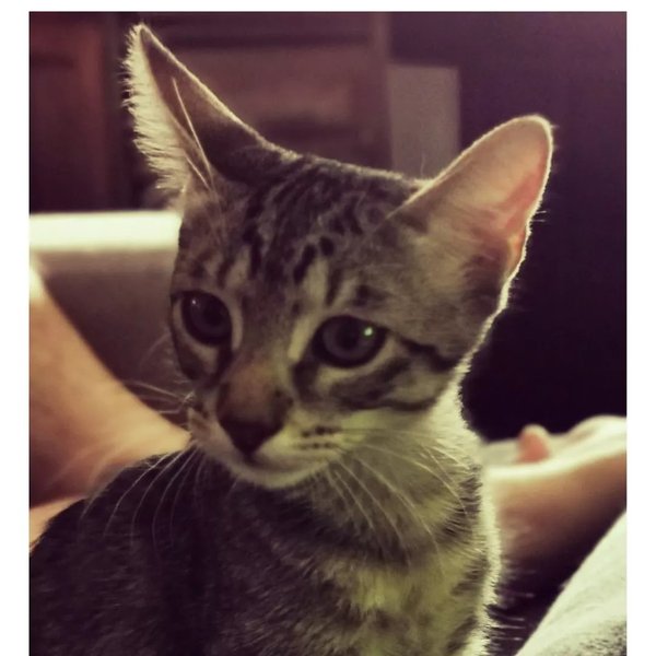 Thumbnail of p-crwzxb8ow9j-51cb0705fe4a49fb 5