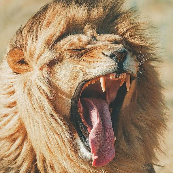 Thumbnail of b-gvwlvnd3w-51eb6a42164b428d 0