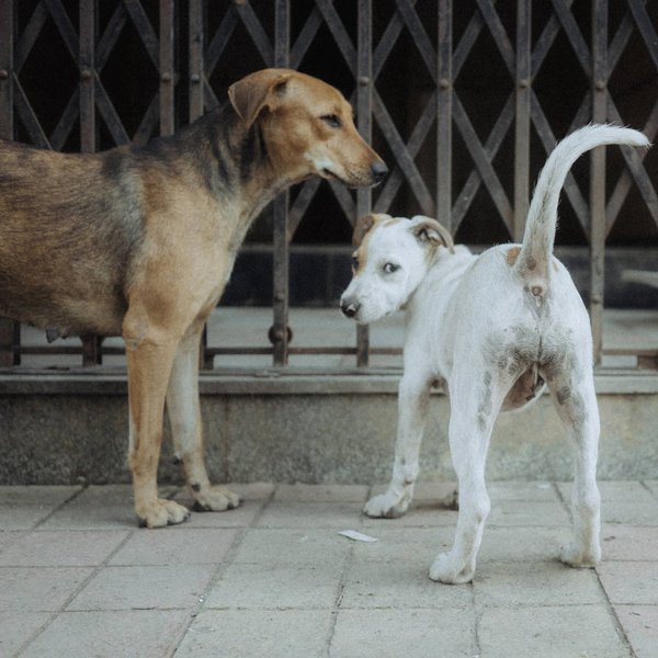 Thumbnail of p-cbdnxudln9c-5218d3b86f004c94 2