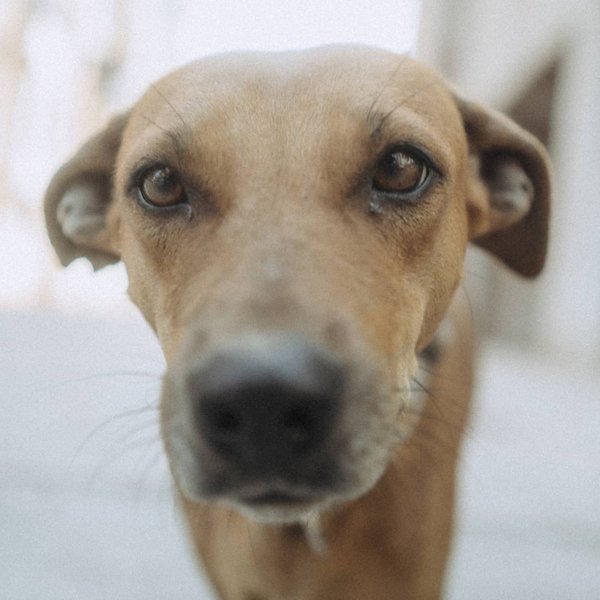 Thumbnail of p-cbdnxudln9c-5218d3b86f004c94 4