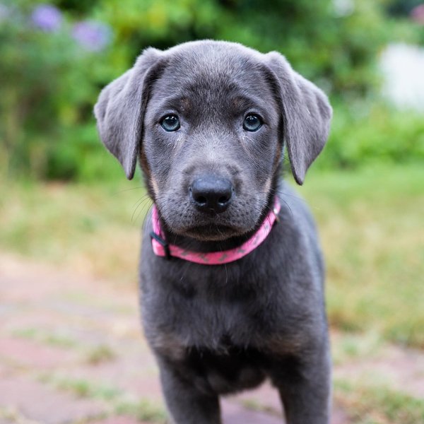 Thumbnail of p-cdncblfnxpo-550e7cacf2144a43 0