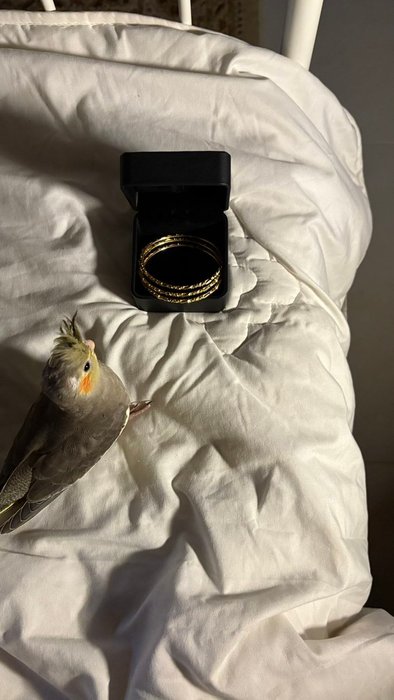 Thumbnail of www-x-com-xiidr-status-1988933714894885096-55a89de672a0413f