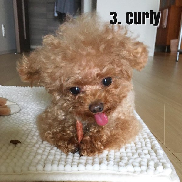 Thumbnail of cbutfy2nf-2-56c566f97ea34c23 2