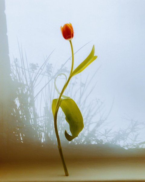 Thumbnail of p-cannmkhrquk-57045d1f2ab74d7e 0