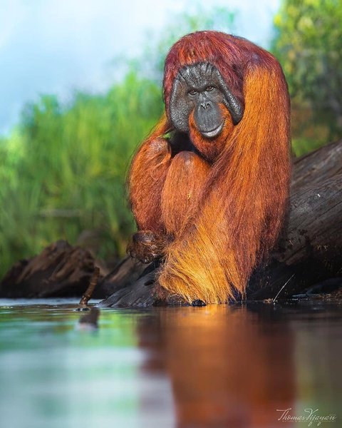 Thumbnail of p-cdhawi9nx5o-5845635d06e04556 0