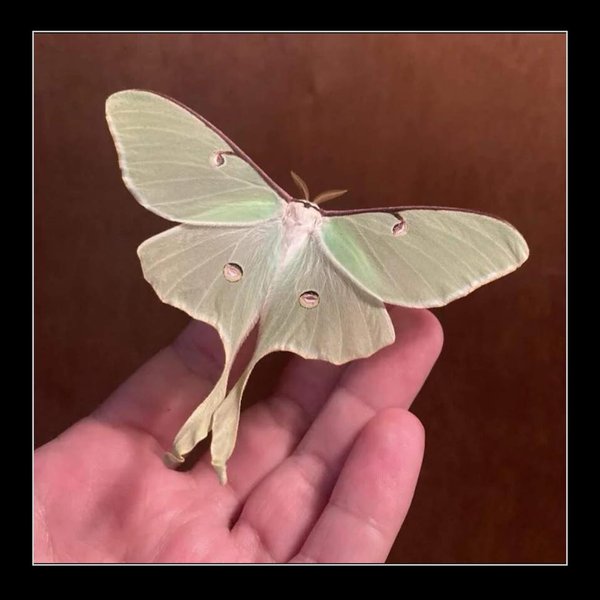 Thumbnail of c-ymj9hrxbs-58a6b98569ca4643 10