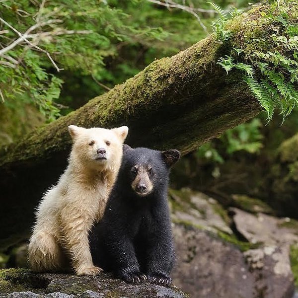 Thumbnail of p-cnat1ywa739-58c0251aa6a64a3c 0