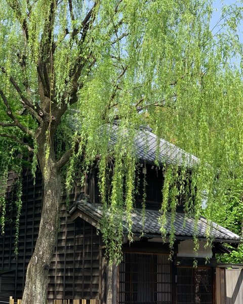 Thumbnail of p-dlt1y62ujse-5b41a16a3d644561 10