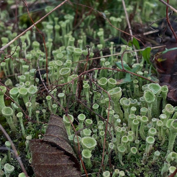 Thumbnail of p-ddufiduieth-5b4467ecae7540c1 10