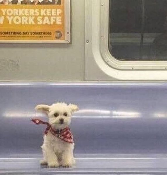 Thumbnail of p-c7l4ojgp5r-5bfe860e58394a2e 0