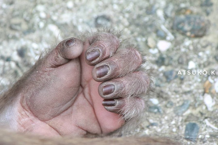 Thumbnail of p-b2loizlatqi-5c1fefa296774253 0