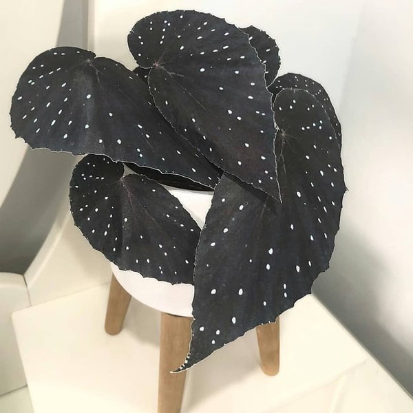 Thumbnail of cst-m5uoetv-5c939b065d7d4d19 0