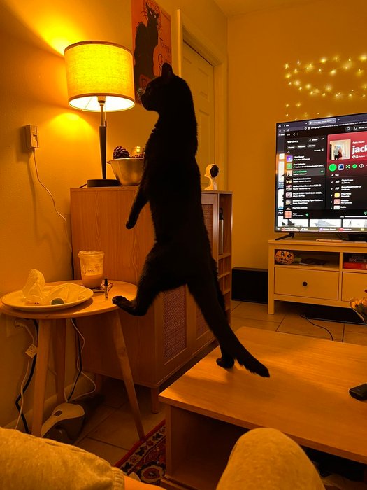 Thumbnail of www-x-com-killbygirl-status-1987310976866132374-5dc1855bd3b44130