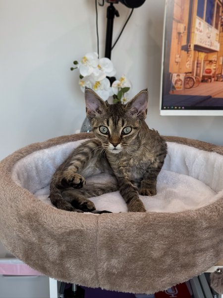 Thumbnail of p-dqu5p1akxns-5f460f3d1de141da 10