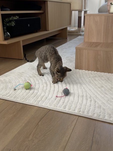 Thumbnail of p-dqu5p1akxns-5f460f3d1de141da 8