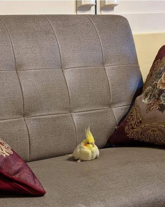 Thumbnail of www-x-com-contextbirds-status-1881114025699971392-5f930287539b4d85