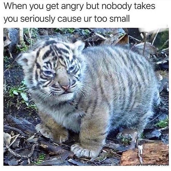 Thumbnail of p-bouuktpl71r-6162f52b98084b43 0