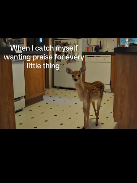 Thumbnail of p-dmdan86jo9n-61e7b414ca8f4c92 7