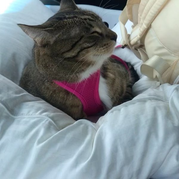 Thumbnail of p-ctbmytmlfz4-620ebd9e05504eaf 0