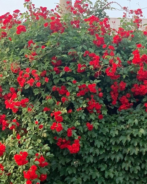 Thumbnail of p-cejq2gxpfes-62805921ab074bd7 6