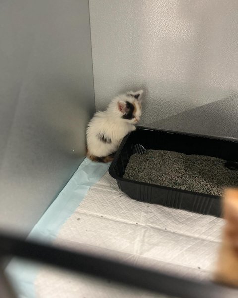 Thumbnail of p-dadbxrcrmjg-636d6e77a6124a8e 0