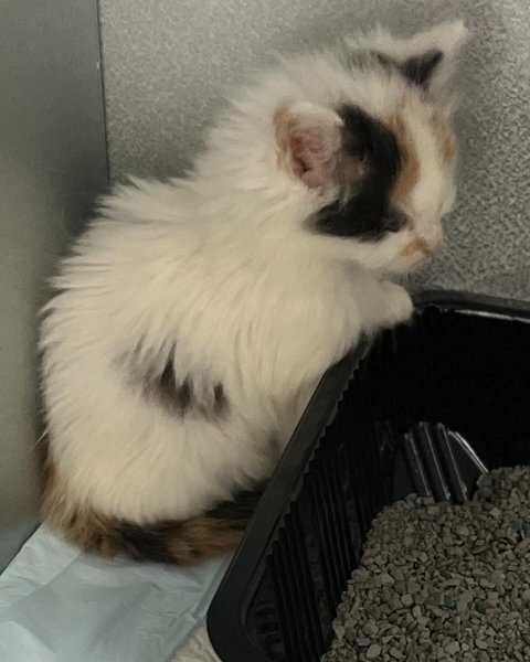 Thumbnail of p-dadbxrcrmjg-636d6e77a6124a8e 1