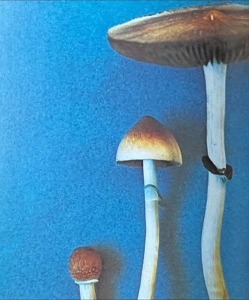 Thumbnail of p-dqanwpsekd2-64ae9c1d50a0488b 2